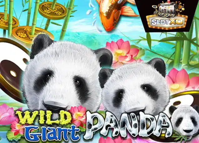 Wild Giant Panda